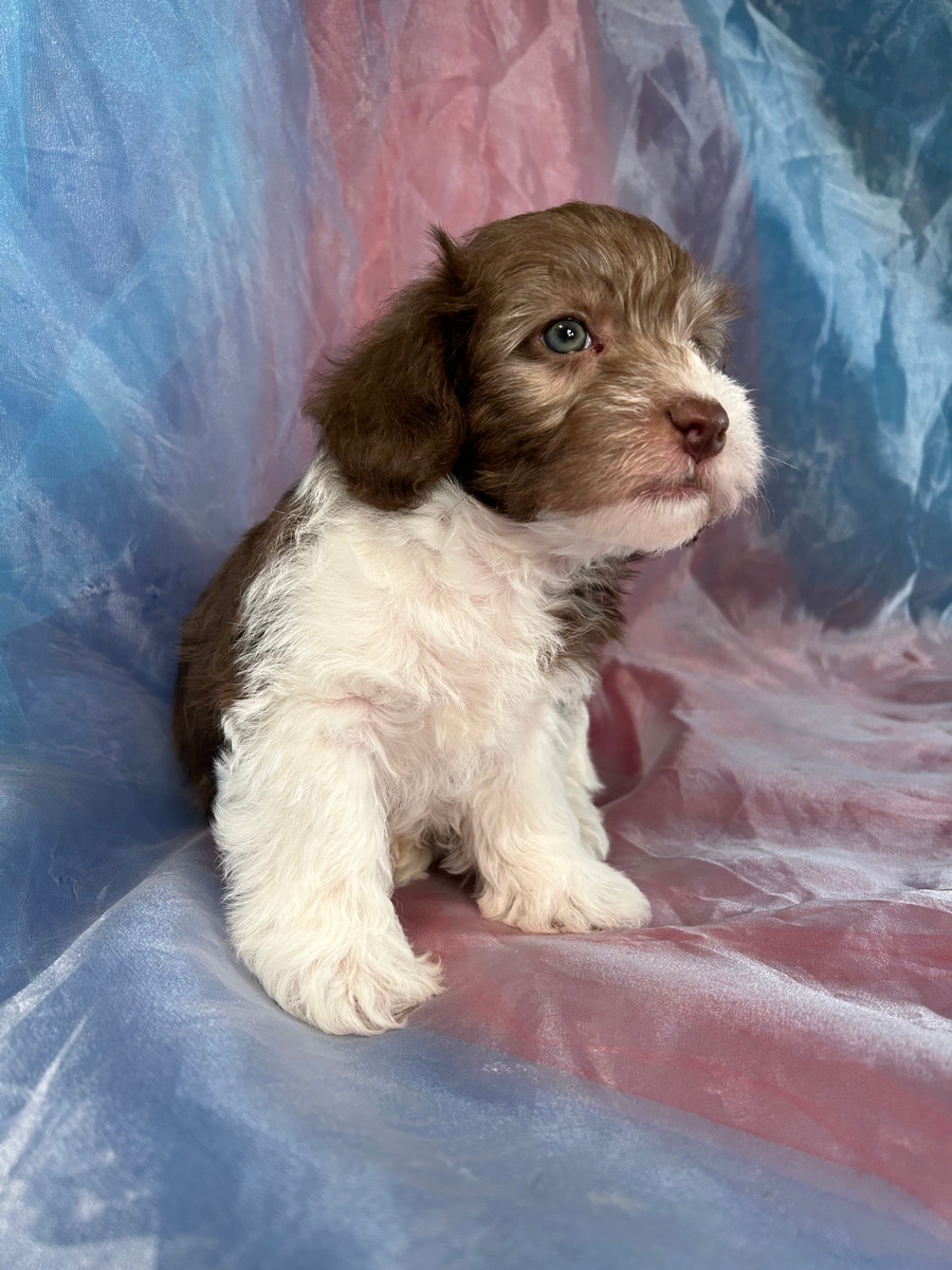 Male Chocolate and White Mini Schnoodle Puppy for Sale $1200